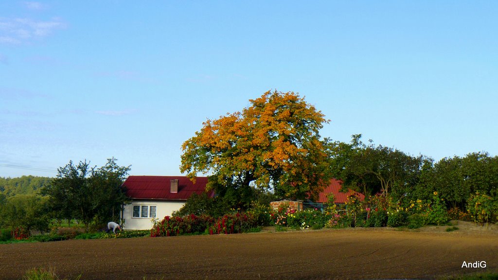 Wielka Nieszawka - Autumn's Colors by AndiG