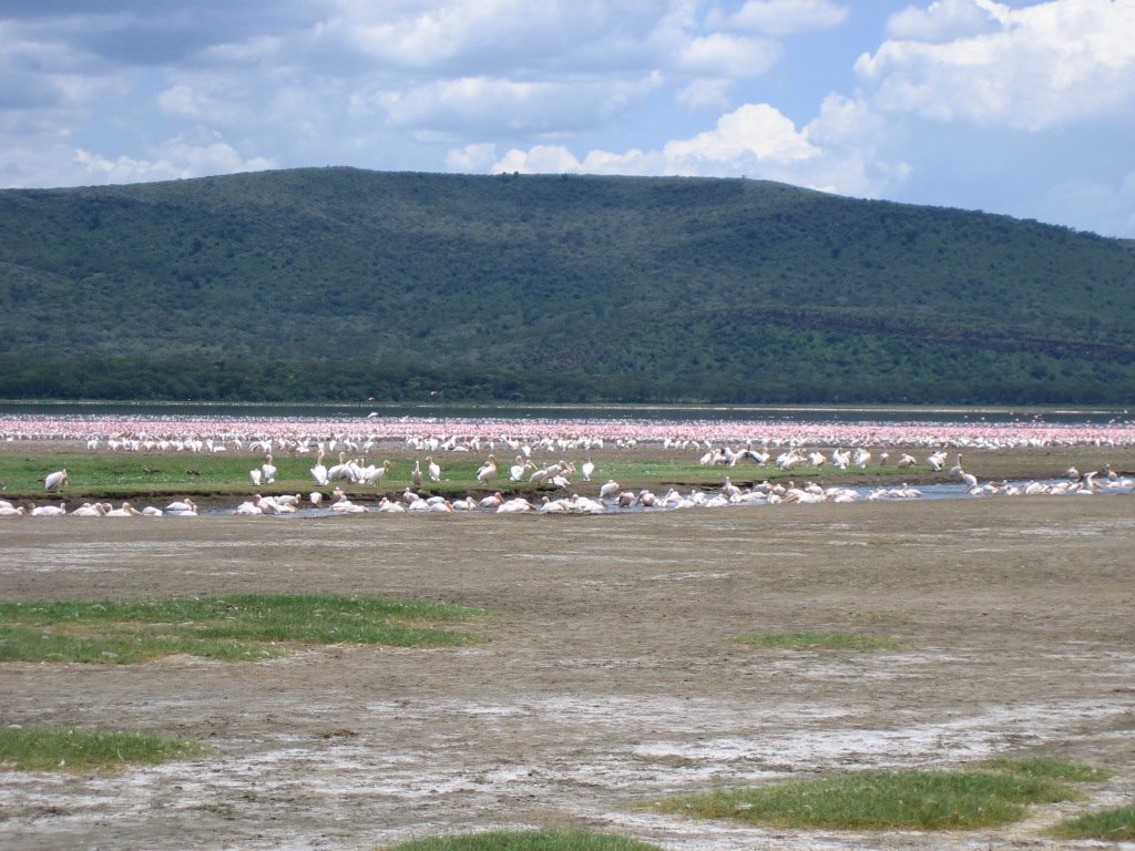 Flamencos de nakuru by tatasil