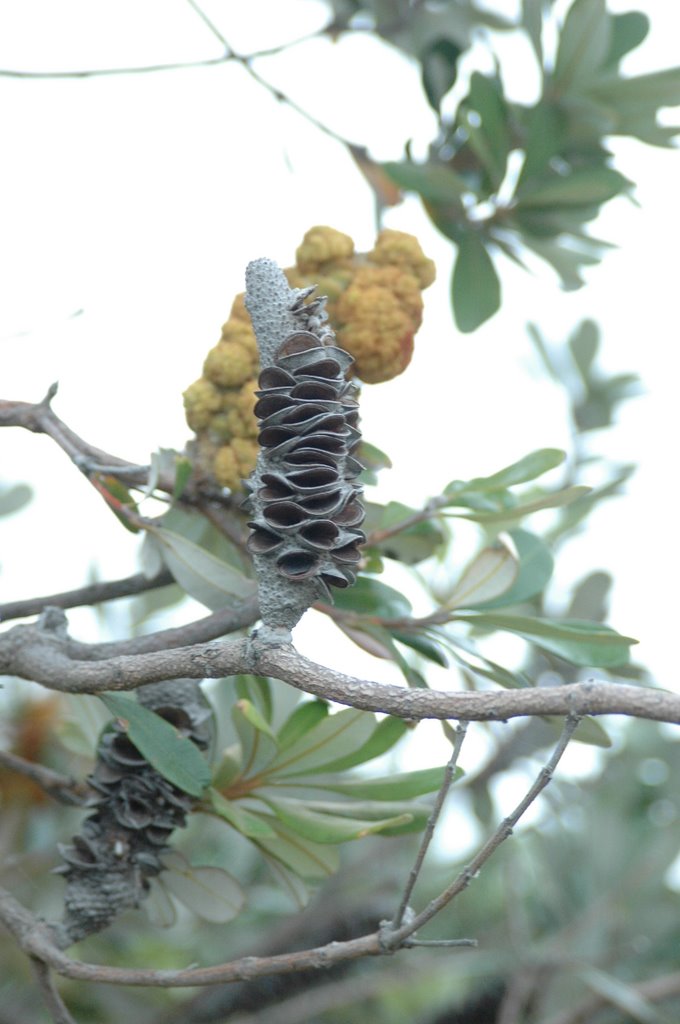 Banksia at The Gap, Watson's Bay by anushka108