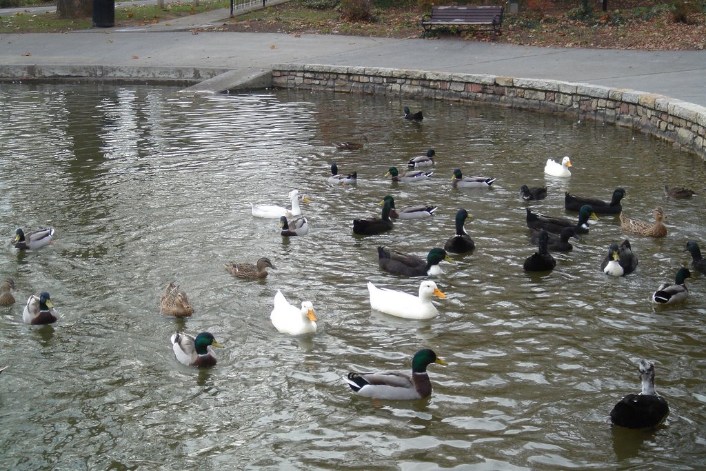 Ducks at Lake Spring Park in Salem VA by DieselDucy