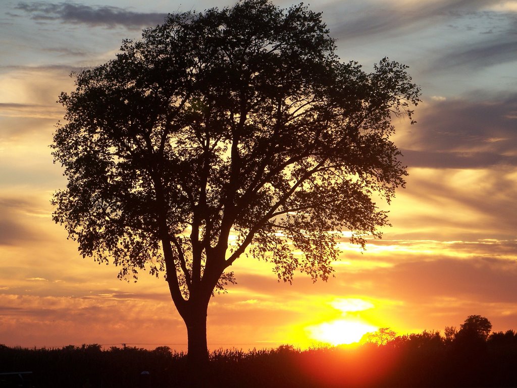 Sunset over the corn field by Dolly Welch