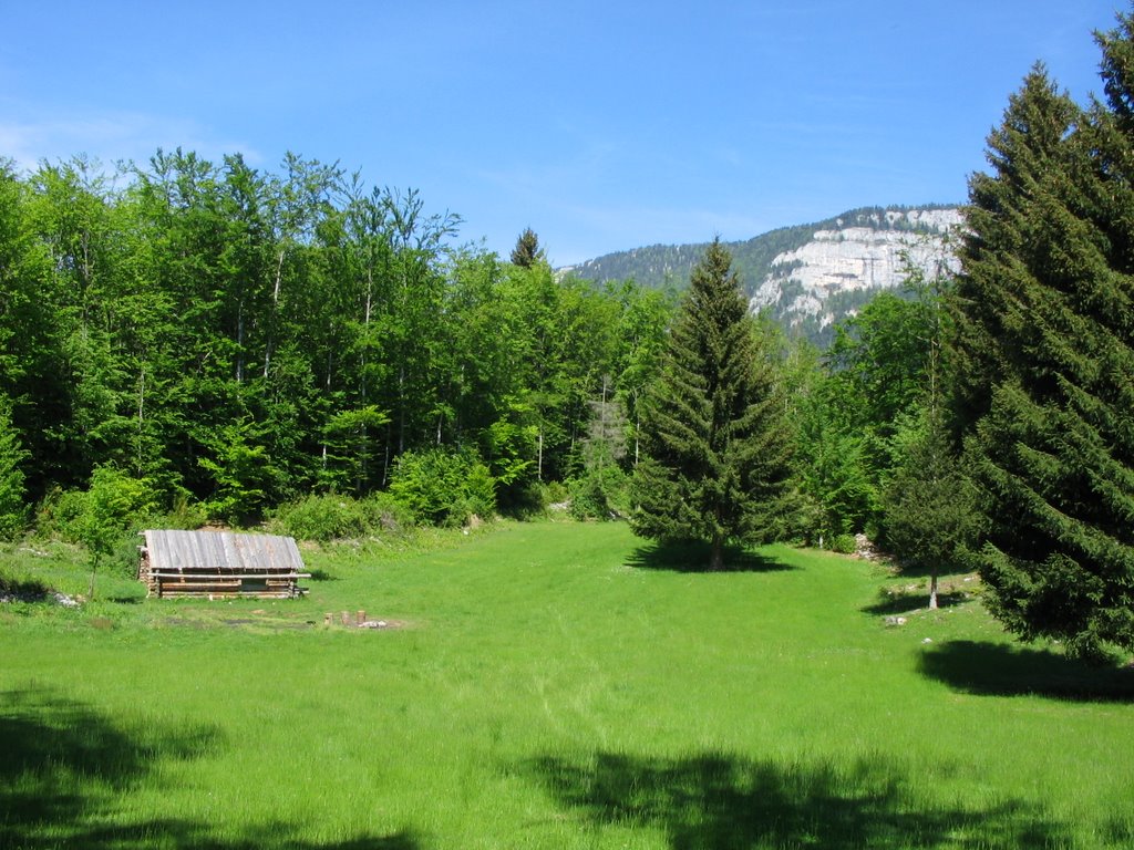 Clairière St-Julien-en-Vercors by Franck.G69310