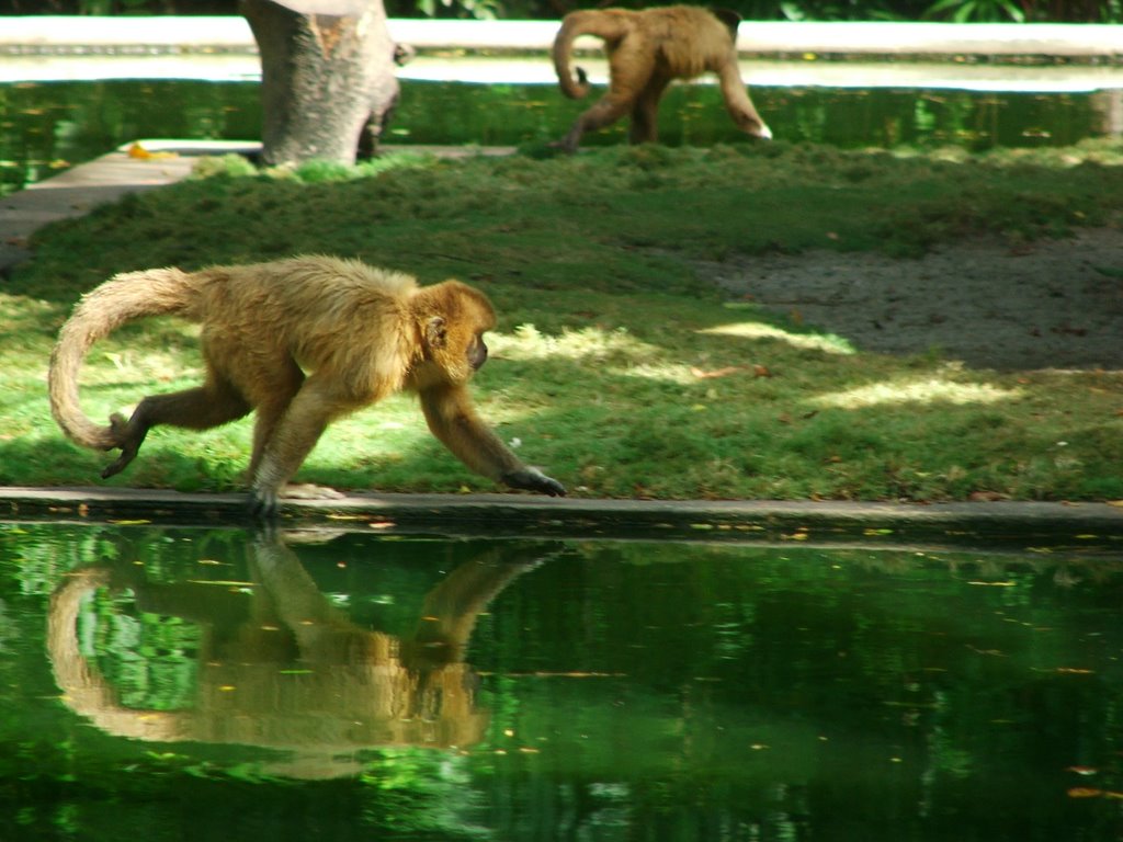 Macaquinho by Mark Damon