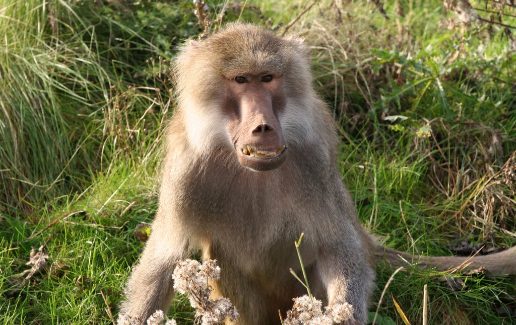 Stichting aap by Henk Hester