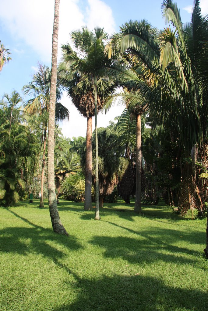 Jardín Botánico de Caracas 4 by Enrique Braña