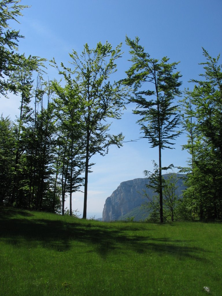 Clairière St-Julien-en-Vercors by Franck.G69310