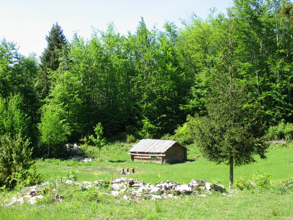 Clairière St-Julien-en-Vercors by Franck.G69310