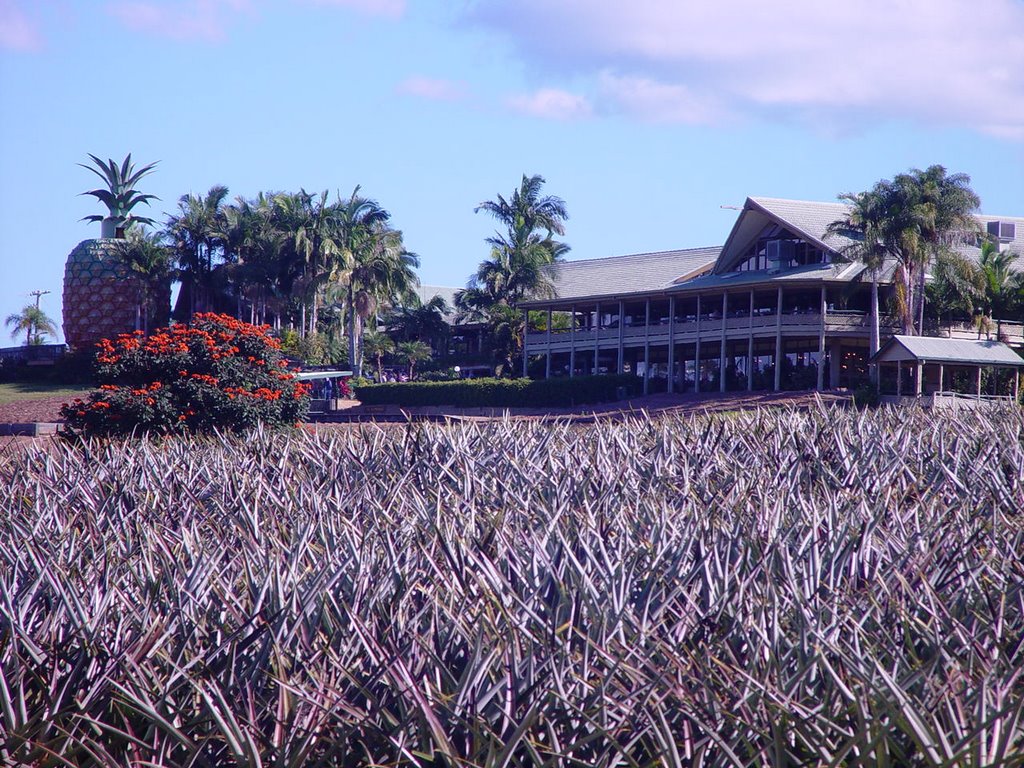 Sunshine Plantation by adkhughes