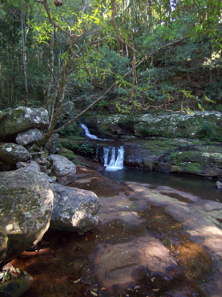 Minnamurra rainforest by graeme dudley