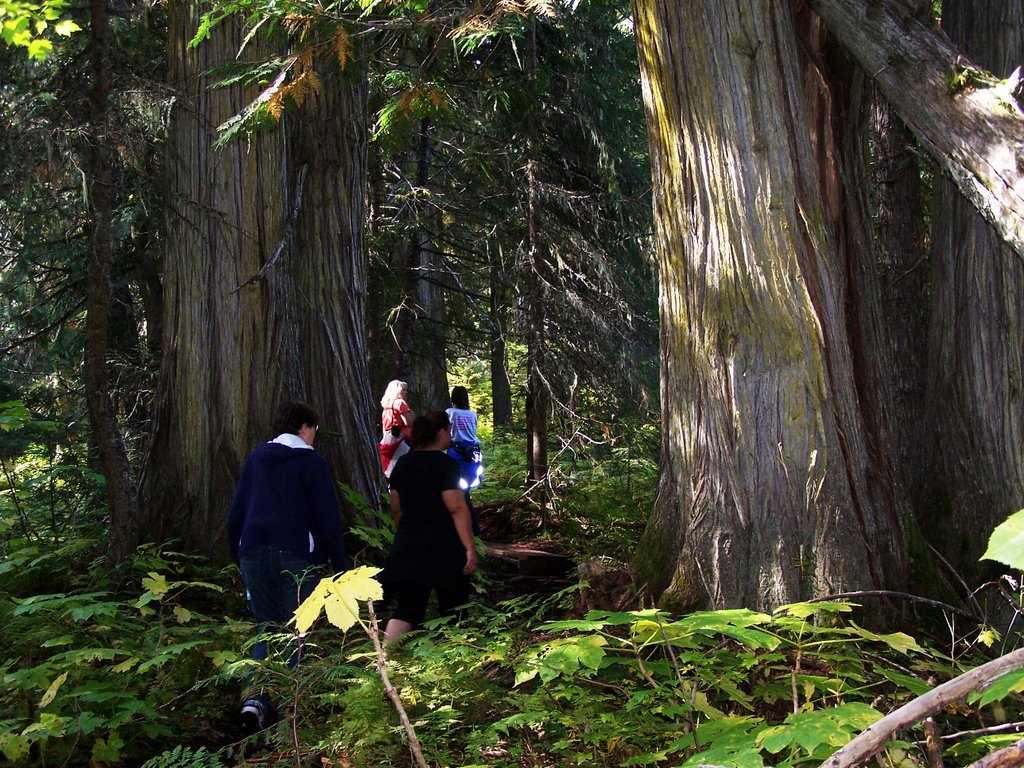 Old Growth Forest by Kevin Gagel