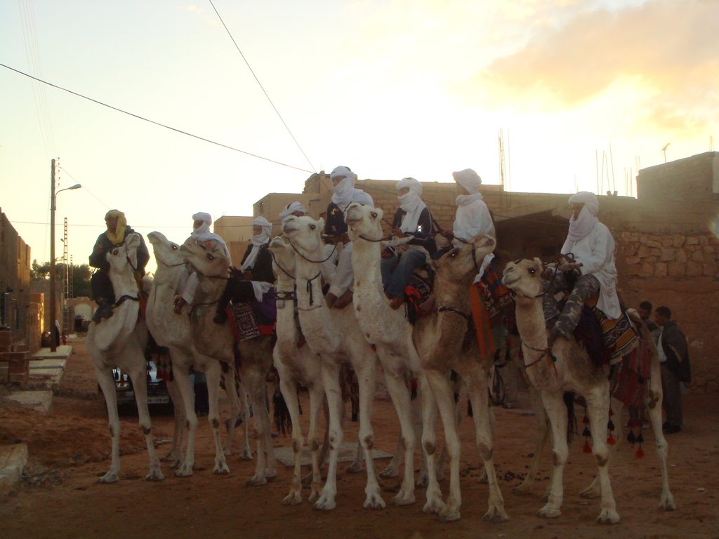 Zelfana Camels by LB