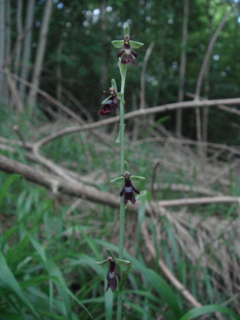 Fly Orchids in woodland by Dom Price