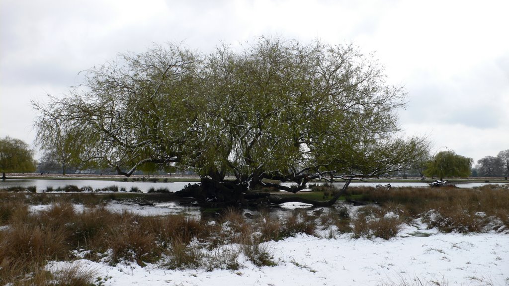 Bushy Park - Snow in April '08 by MarkhamC