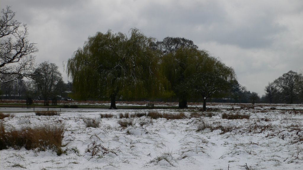 Bushy Park - Snow in April '08 by MarkhamC