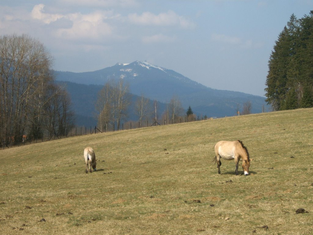 Nationalpark Zwieseler Winkel by Martin Hauzenberger