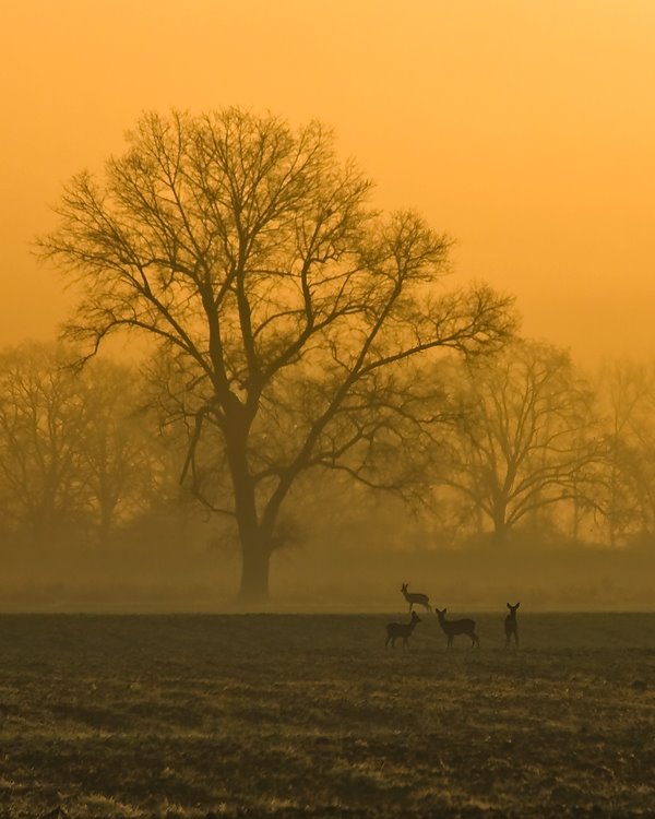 *** by Jerzy Malicki