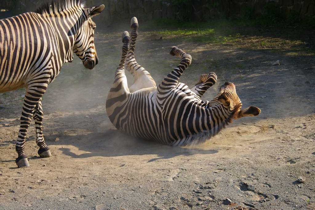 Zebra Zoo Liberec by nilpferd021