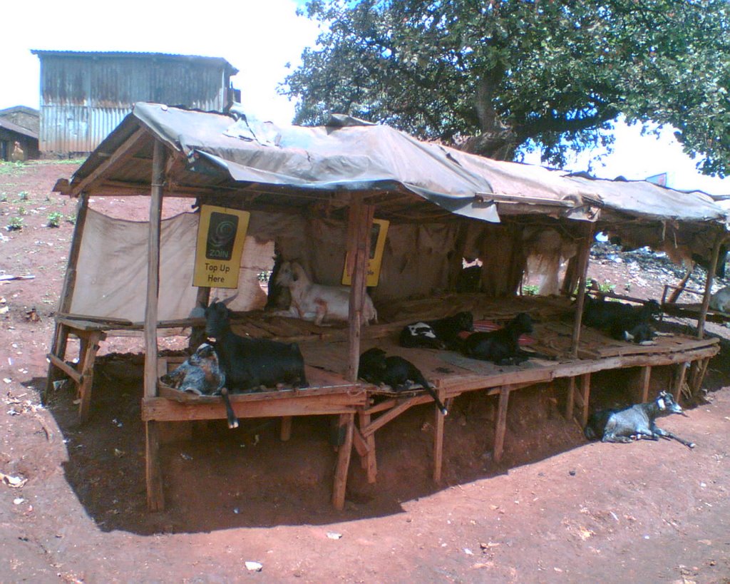 Goats taking it easy in Kawangware by Damian Doyle