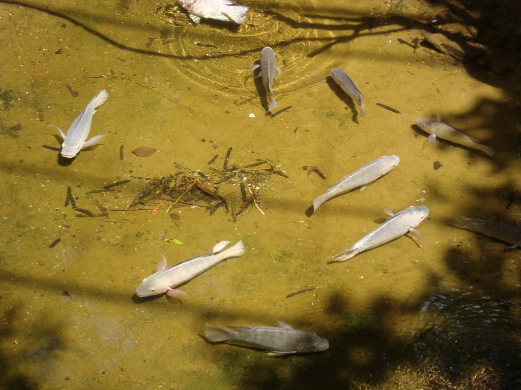 Peixes - Foz do Iguaçu/PR - BRASIL by Romão