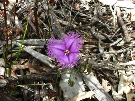 Thysanotus tuberosus tuberosus (Anthericaceae) by orkology by Greg S