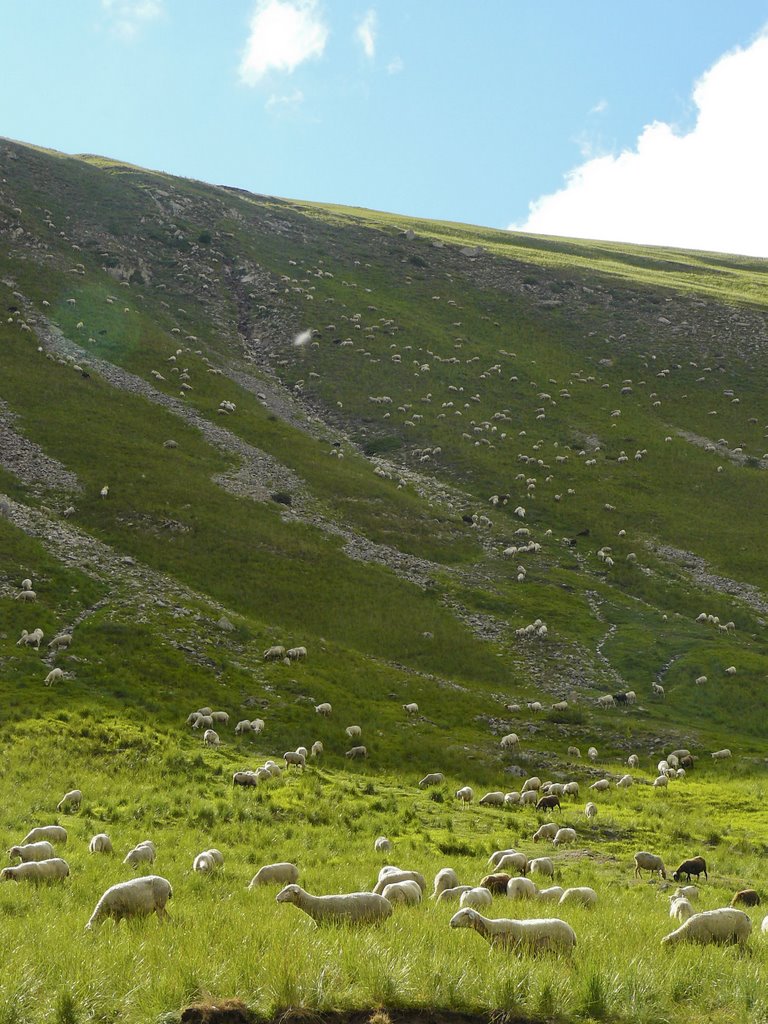 Sheep at the Col de la Bonette by liesje-73