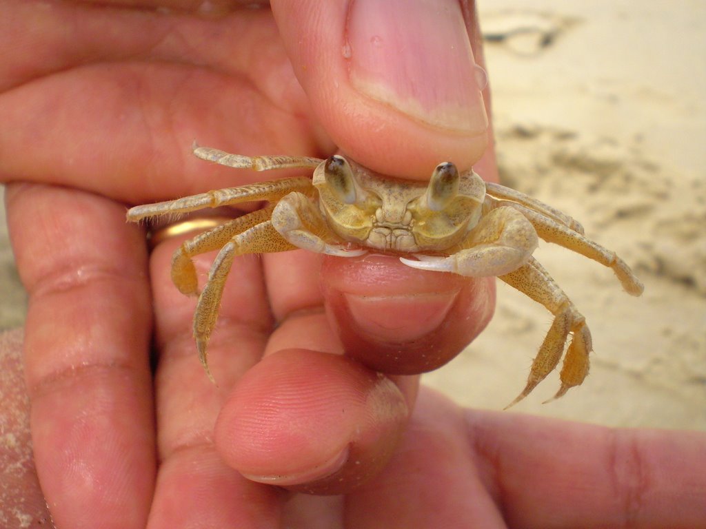 Esse é o amigo do Bob Esponja - praia de Quatro Ilhas, Bombinhas SC - foto Jairo Donin by Jairo Donin