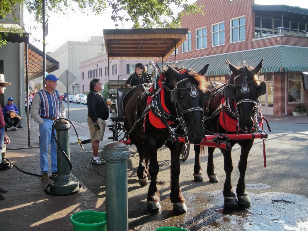 Local transportation in Savannah by out2lunch