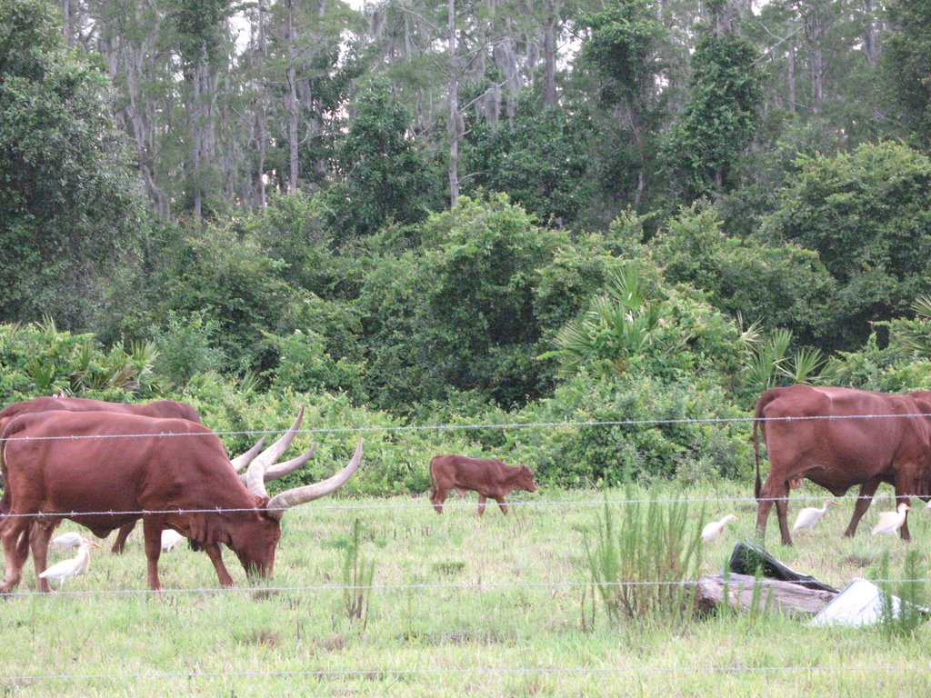 Longhorn and Egrets 1, Bellalago, Kissimmee, FL by jnglboy