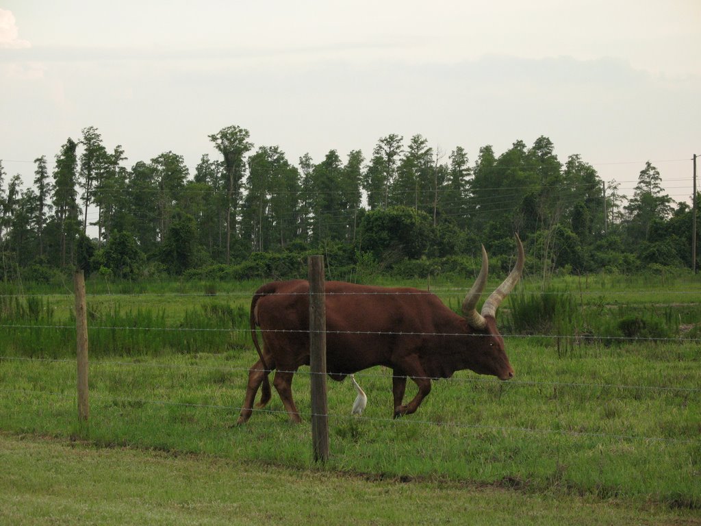 Longhorn and Egrets 5, Bellalago, Kissimmee, FL by jnglboy