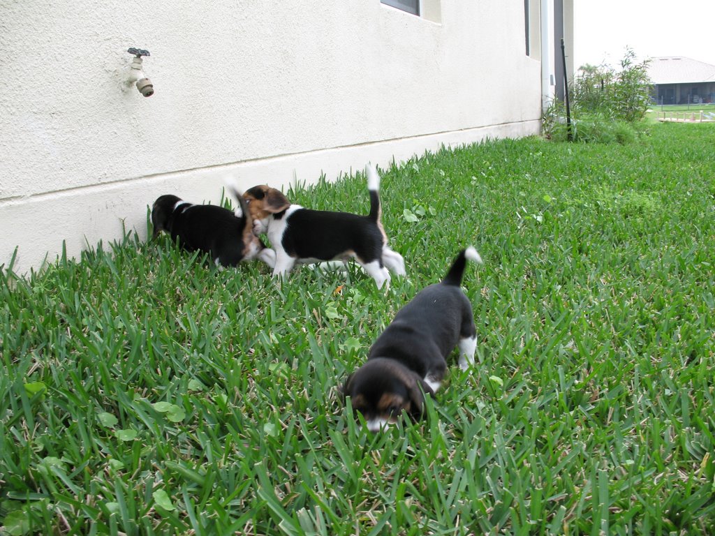 Beagle puppies!! 4, Bellalago, Kissimmee, FL by jnglboy