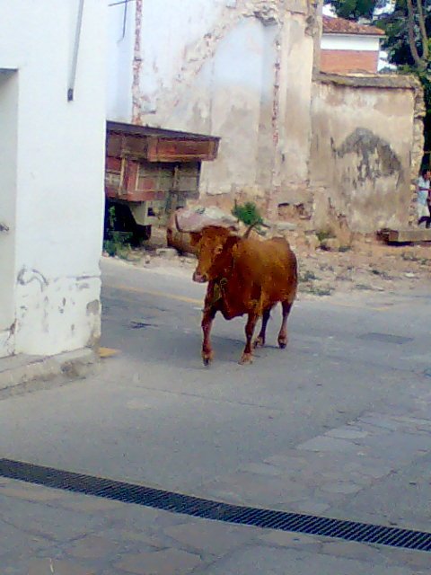 Toros en Caudiel by ruselcrou