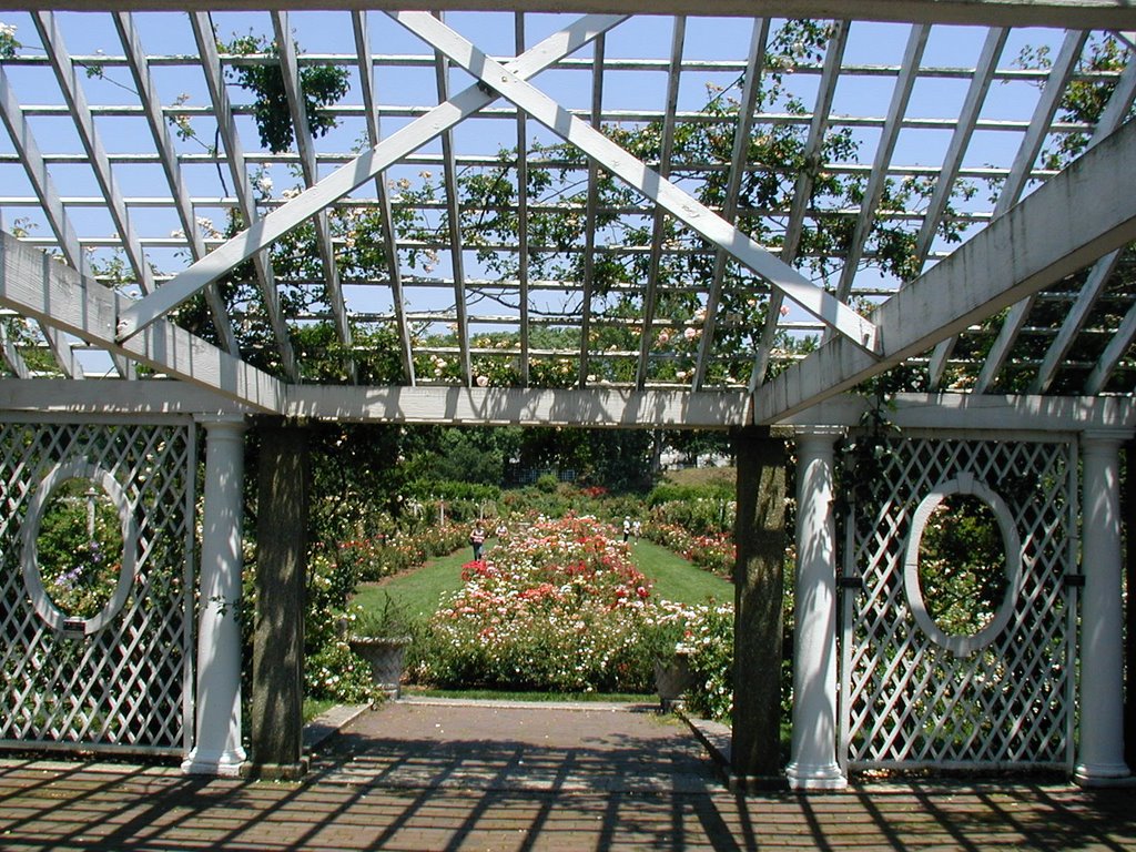 From Within the Rose Garden at the Brooklyn Botanical Garden by Frank Rendo