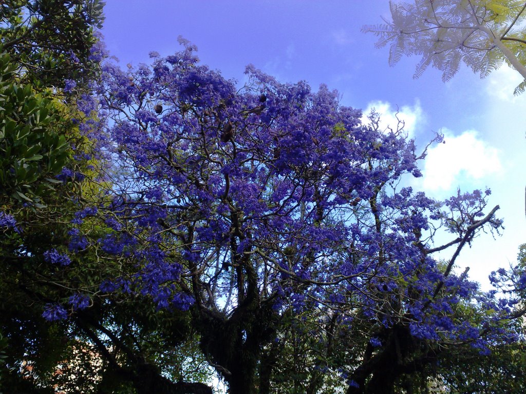 Ipê Roxo - Praça Xavier Ferreira by Roger Craveiro Guilh…