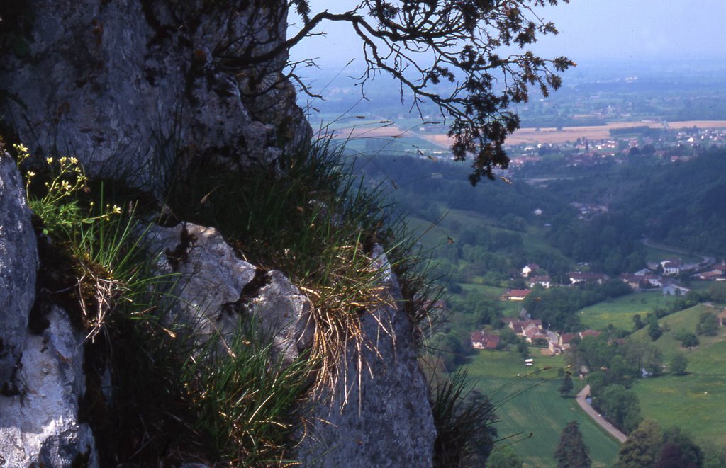 Saxifrage et reculée de Gizia (Jura) by Alain TREBOZ