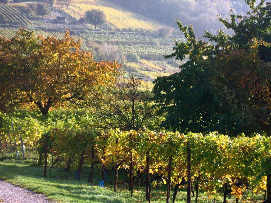 Weinberge und Obstgärten zwischen Schriesheim und Dossenheim by elpagi