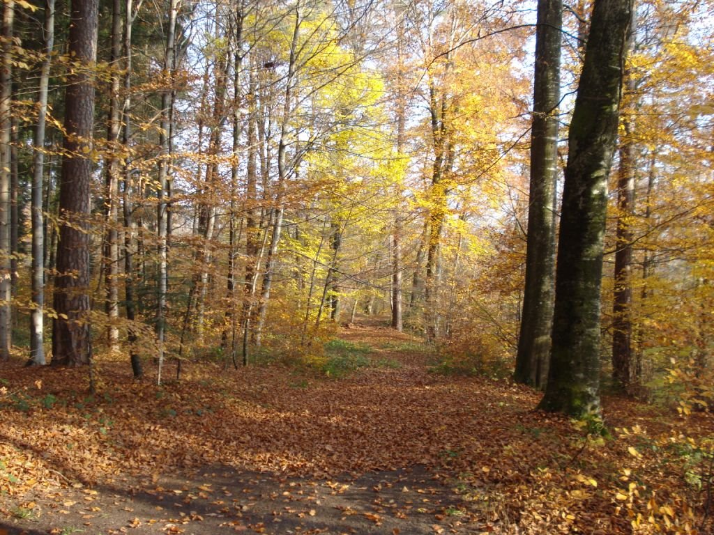 Herbstwald auf dem Ottenberg by Thomas Merz-Abt