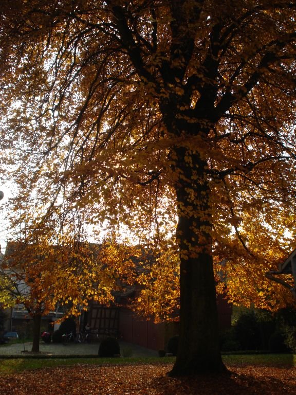 Herbststimmung hinter dem Rathaus by Thomas Merz-Abt