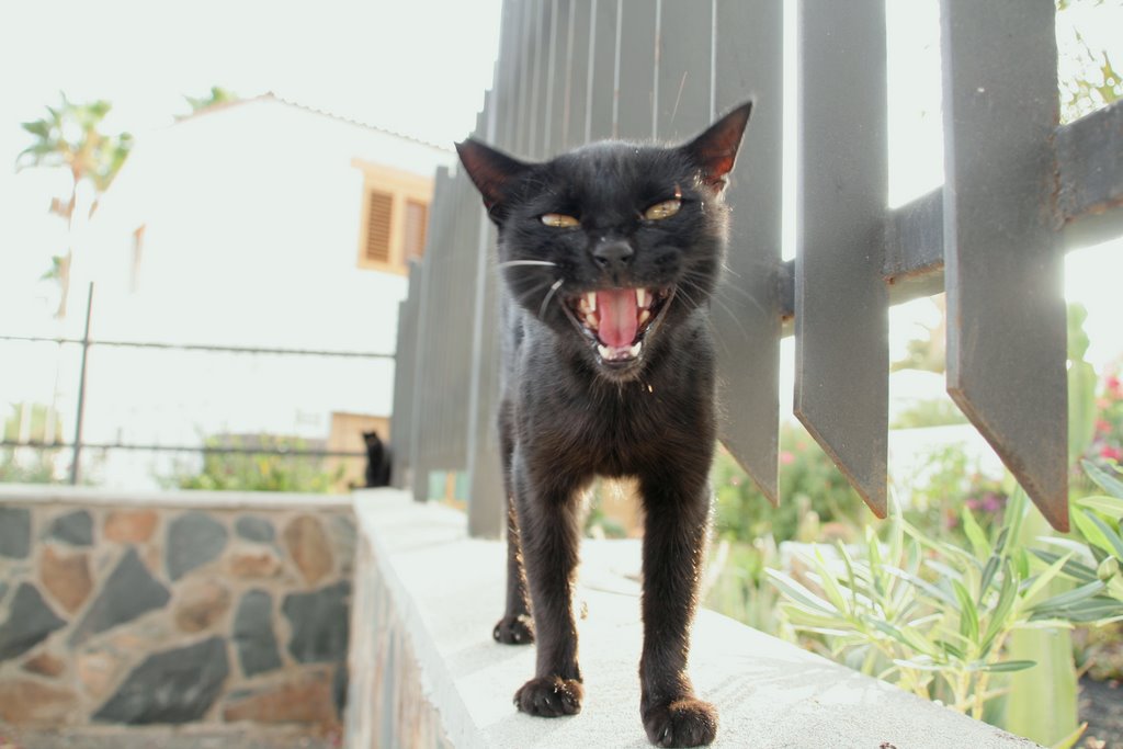 El Gato negro Playa de ingles by Armin Hötz