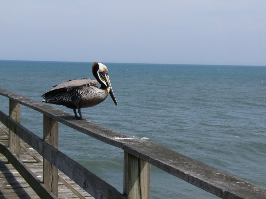 Kure Beach, NC, USA by _birddog