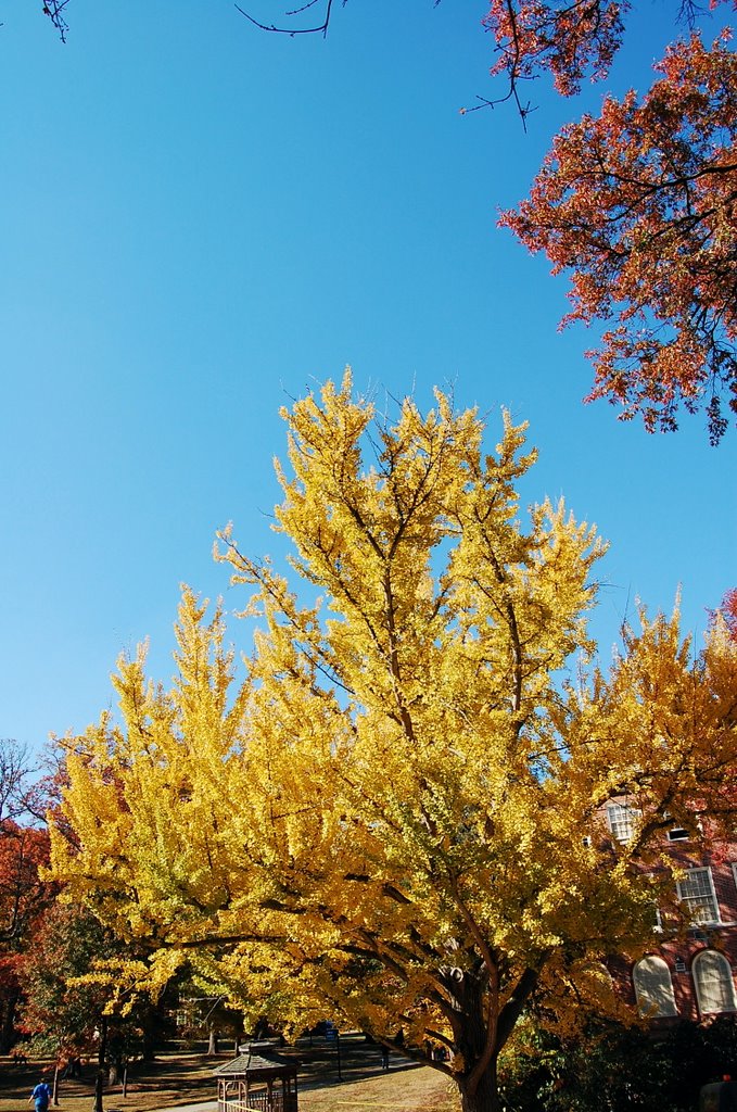 Berea College, C.M. Hall Science Building's Ginkgo biloba by afidler