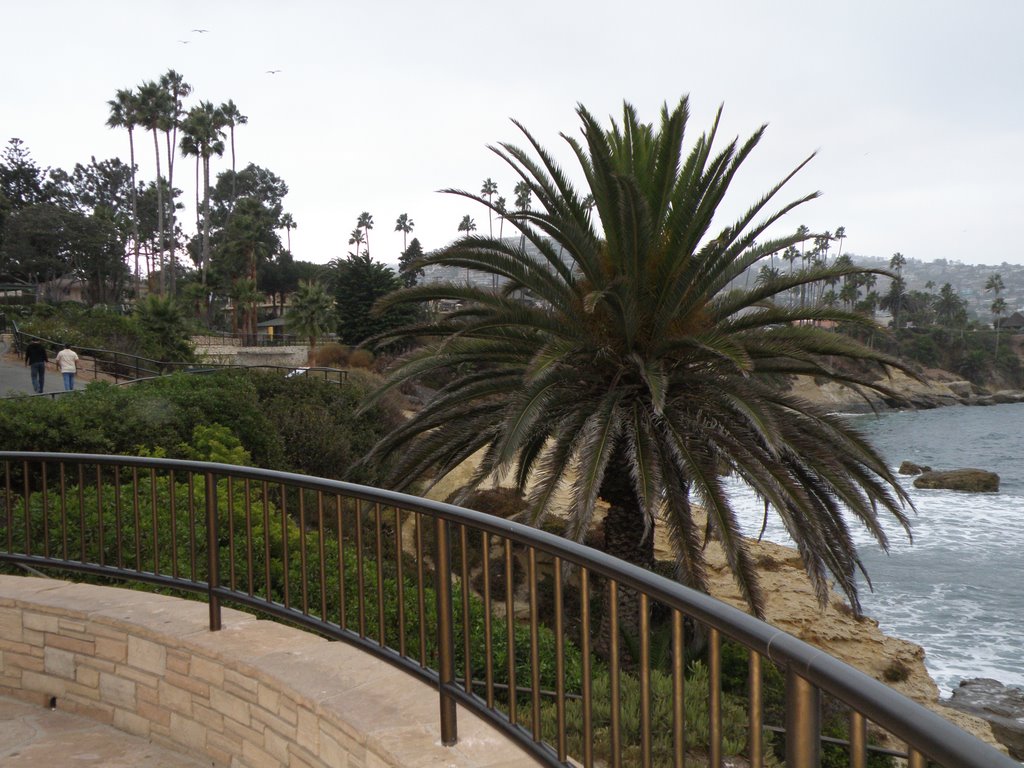 Dates Trees On The Shore Of Beautiful Laguna Beach Of North Pacific Ocean, California , USA. by MrNAASSIR