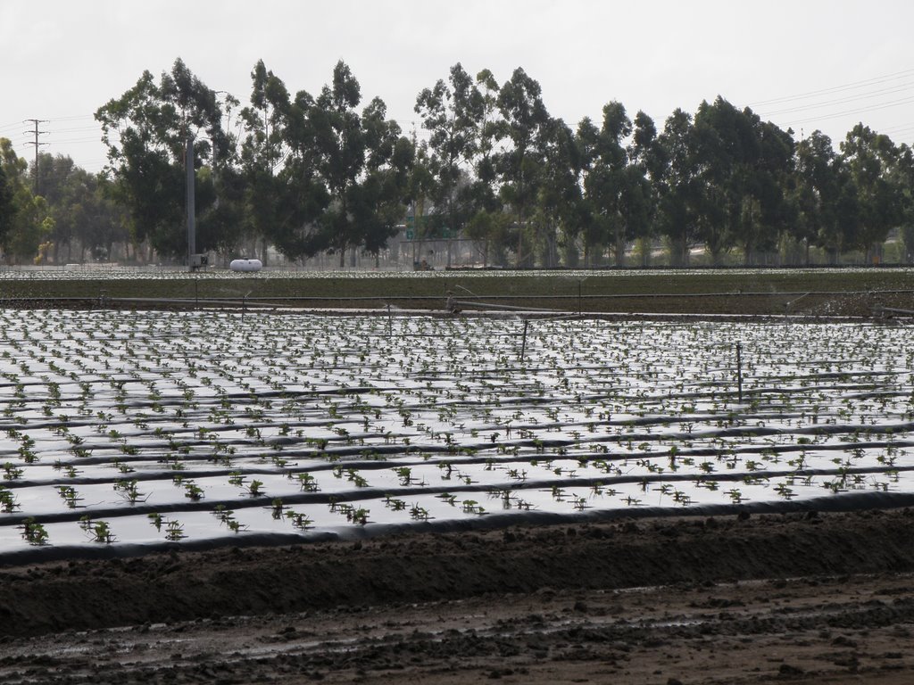 Strawberry Fields Of Irvine, California , USA. by MrNAASSIR