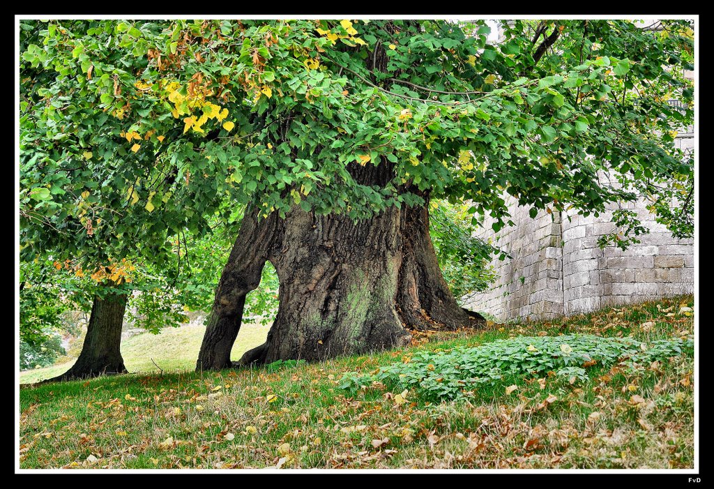 Gerichtslinde (Tilia) by Fred van Daalen