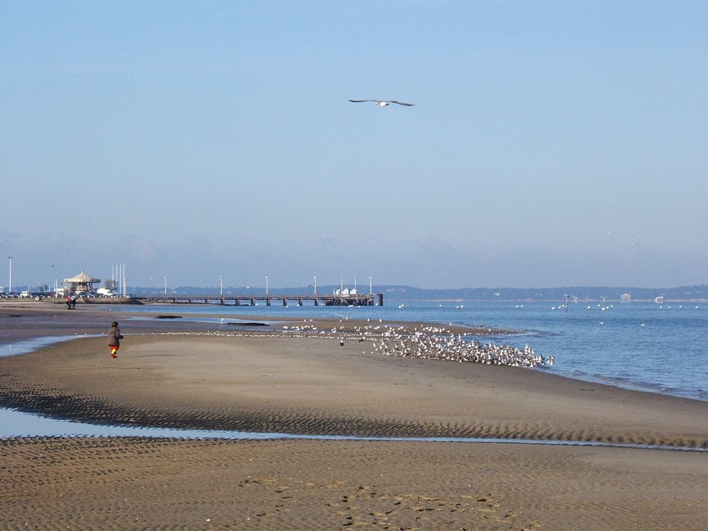 Hiver & Oiseaux - Arcachon by cazah