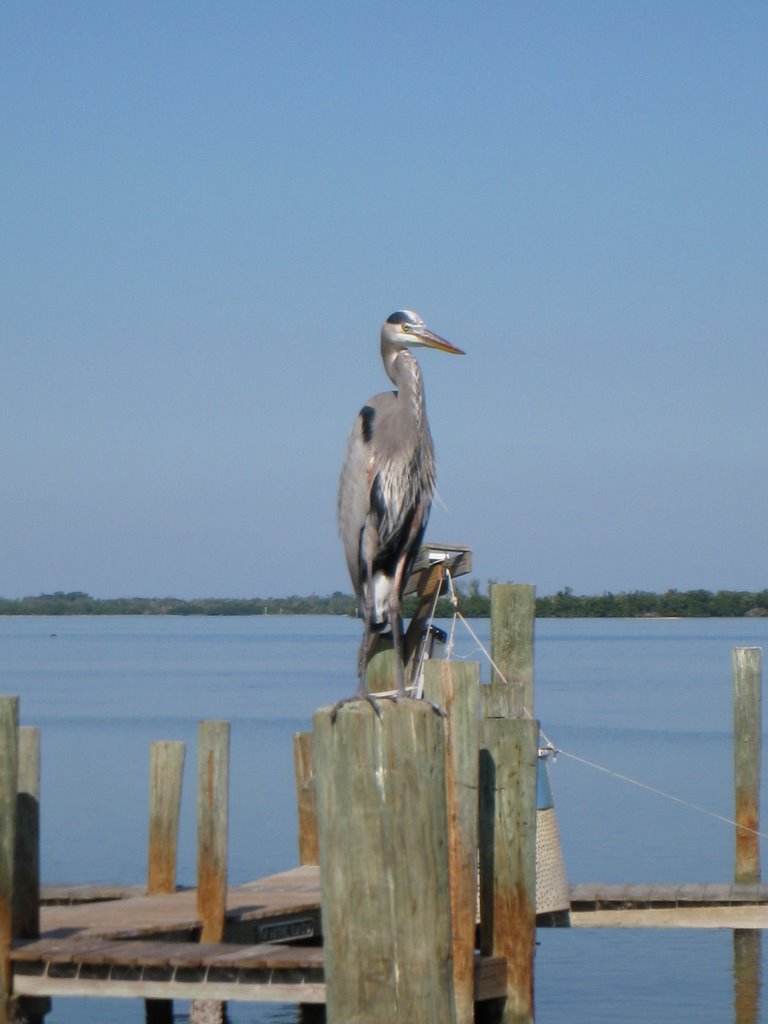 Cabbage Key by Kevin Anderson