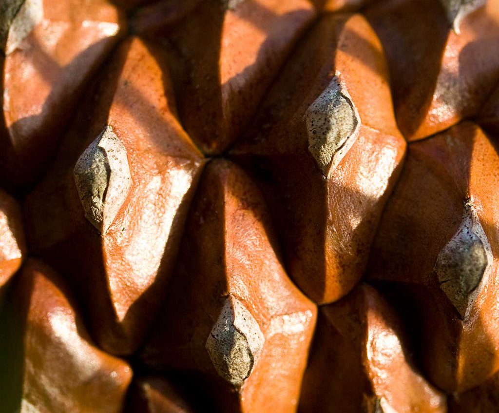 Guess What? Pine Cone,Pinienzapfen, Dennenappel by Erik van den Ham