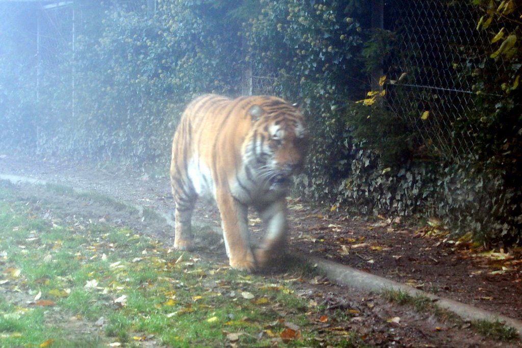 Tiger 2 of Zoo de Servion by maoanz