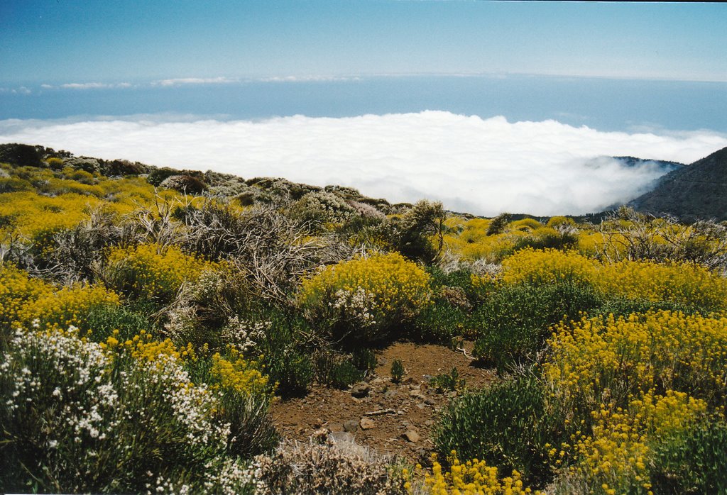 Teneriffa, Blühende Pracht über den Wolken by Why-zan-born