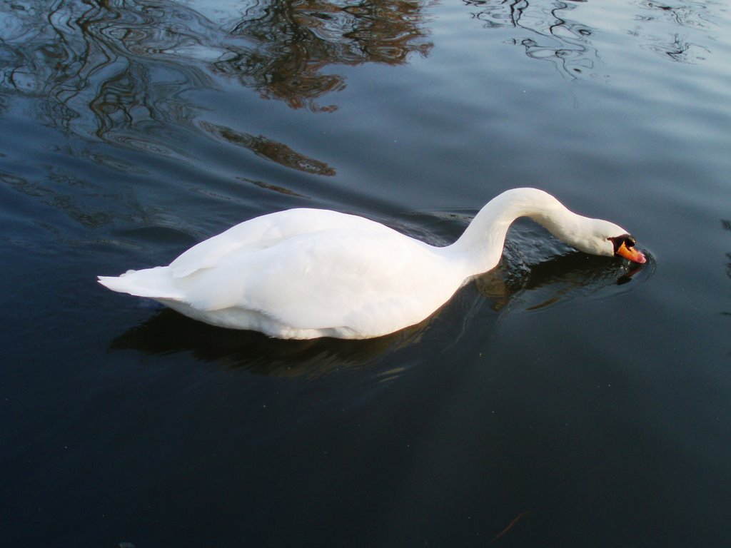 Labud - Swan by Tihomir Gržinčić