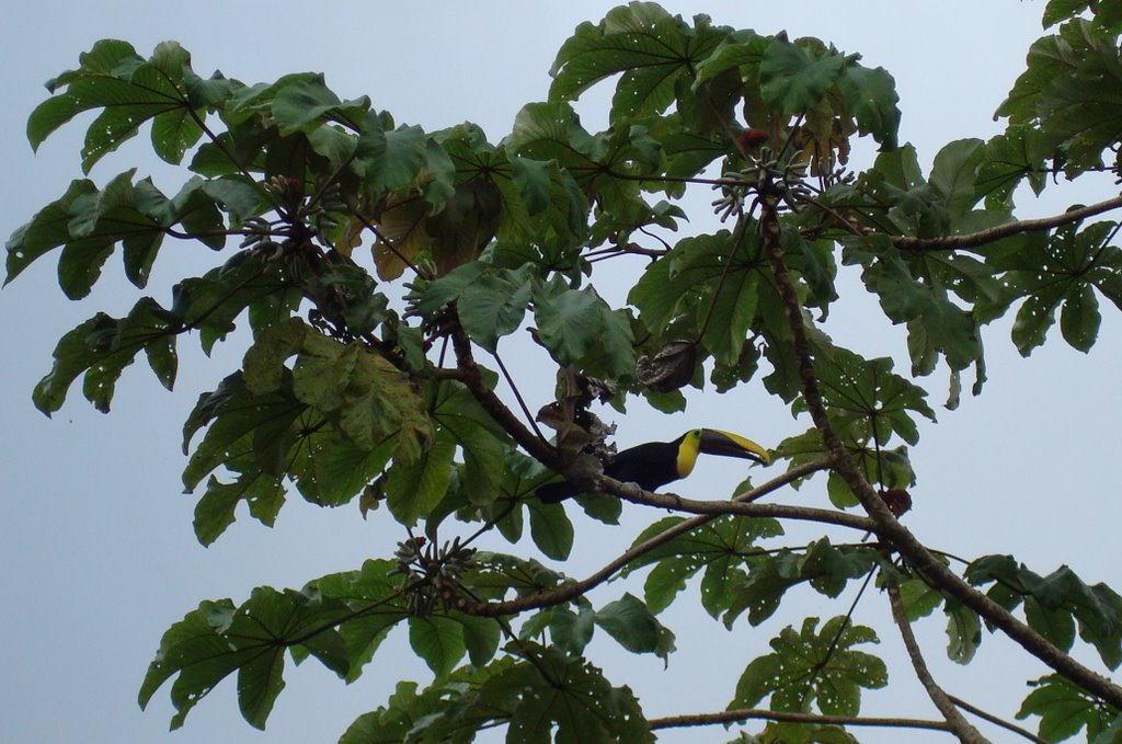 Tucan costa rica by corteshelipilot